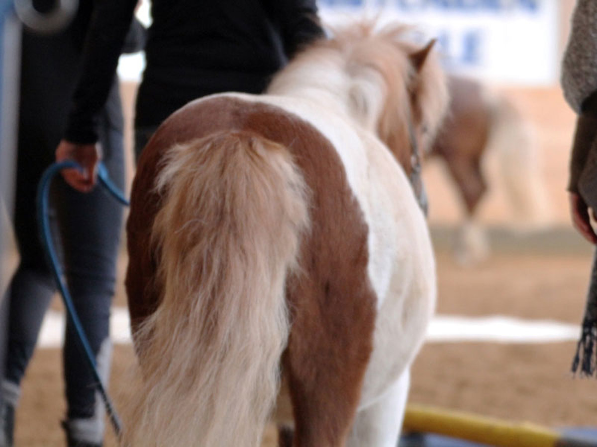 Ein kleines Pony von hinten