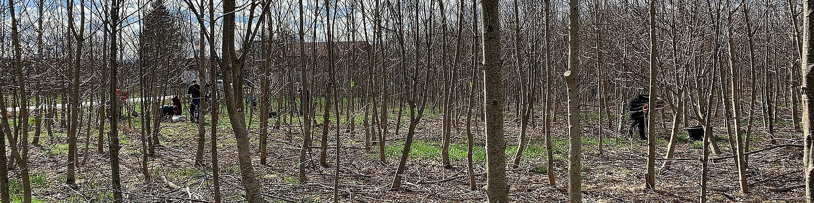 Baumpflanz-Aktion 2024