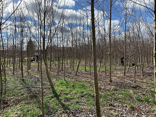 Baumpflanz-Aktion 2026