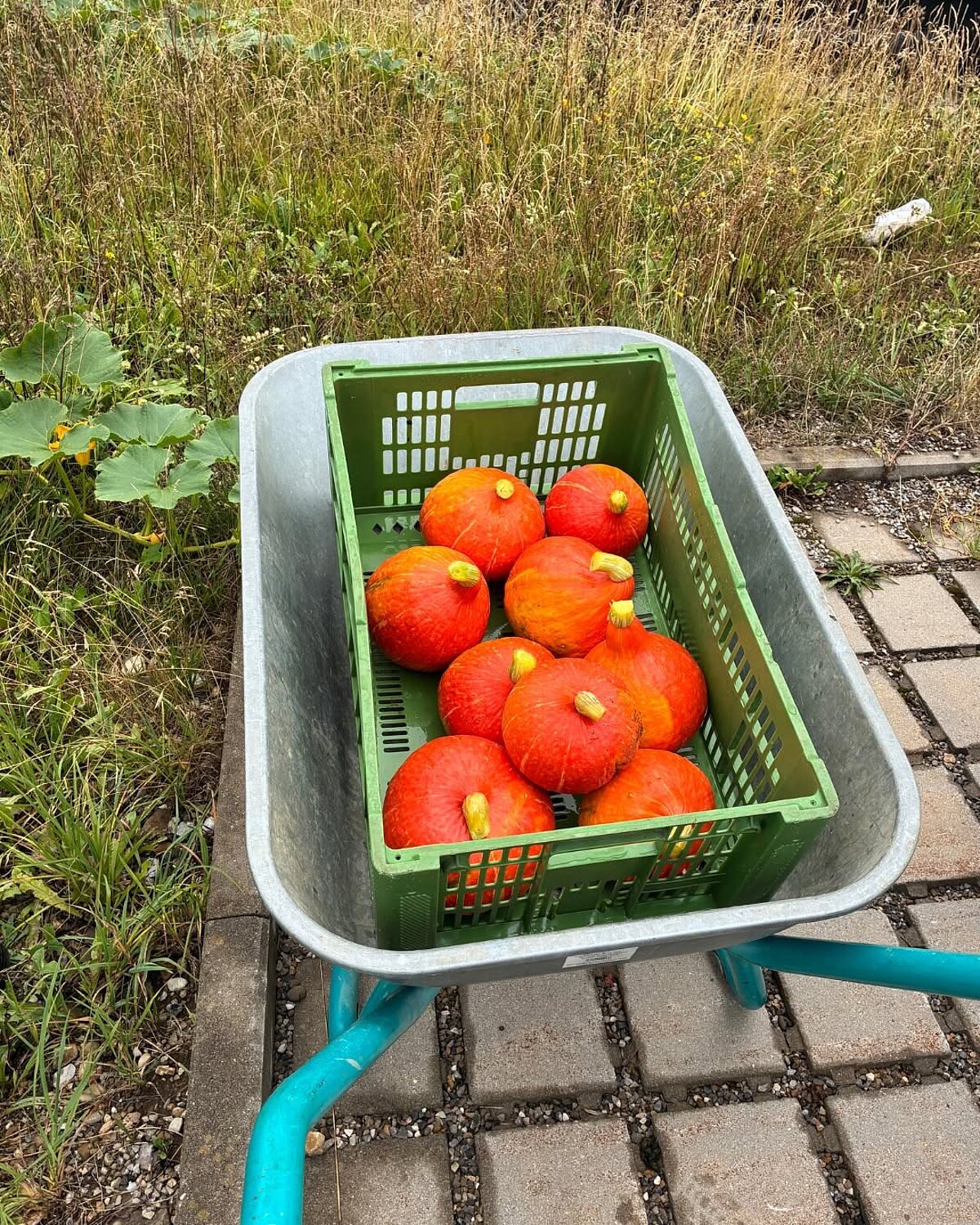 Eine Schubkarre, in der die Kiste voller Kürbisse liegt.