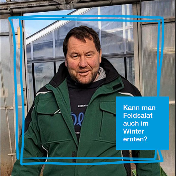 Kann man Feldsalat auch im Winter ernten?