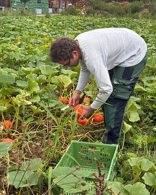 Ein Gärtner erntet Kürbis auf einem Kürbisfeld